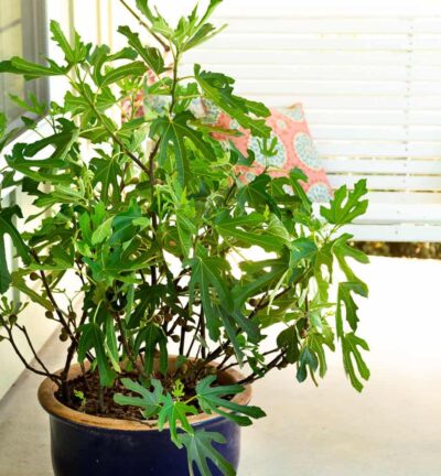 Ficus 'Little Miss Figgy' - Dwergvijg