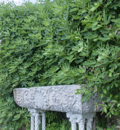 Ficus carica Brown Turkey - Vijg