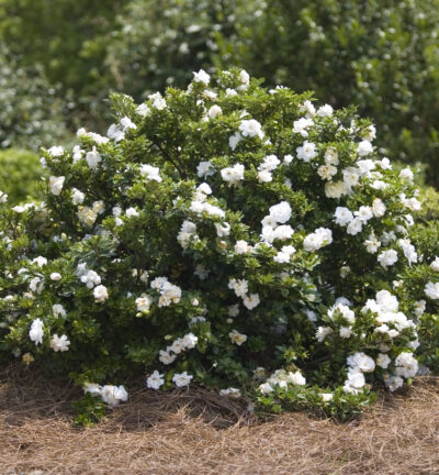 Gardenia jasminoides 'Crown Jewel' - Kaapse Jasmijn