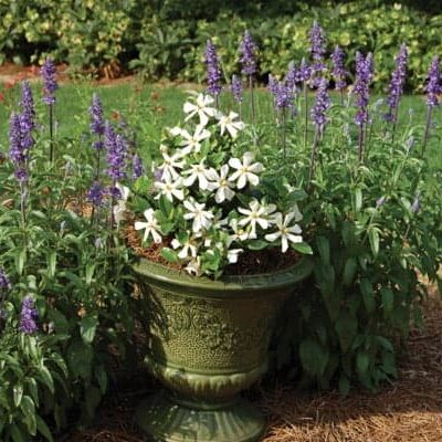 Gardenia jasminoides 'Pinwheel' - Kaapse Jasmijn