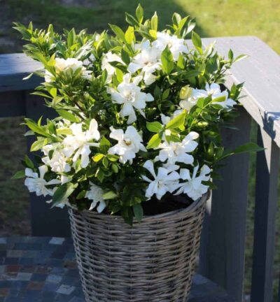Gardenia jasminoides 'Celestial Star' - Kaapse Jasmijn