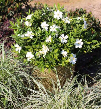 Gardenia jasminoides 'Sweetheart' - Kaapse Jasmijn