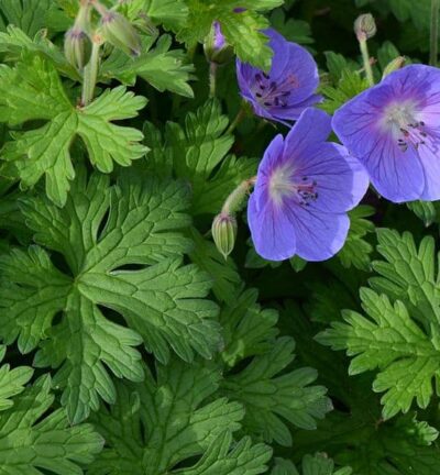Geranium 'Himalayense' - Ooievaarsbek