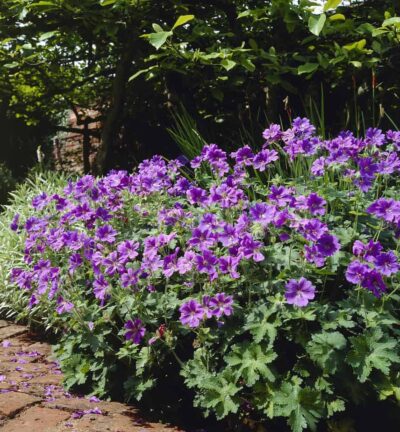 Geranium 'Magnificum' - Ooievaarsbek