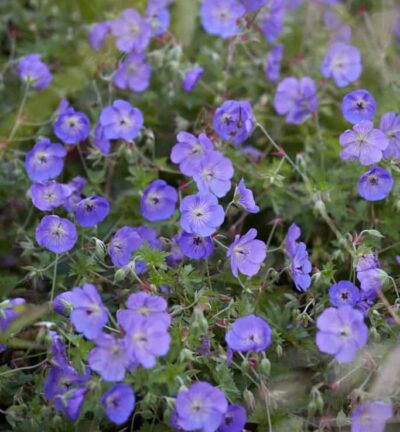 Geranium 'Orion' - Ooievaarsbek