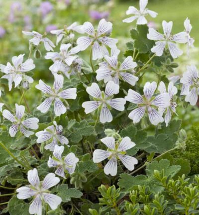 Geranium 'Renardii' - Ooievaarsbek