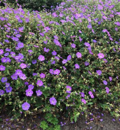 Geranium Rozanne - Ooievaarsbek