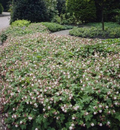 Geranium macrorrhizum 'Spessart' - Ooievaarsbek