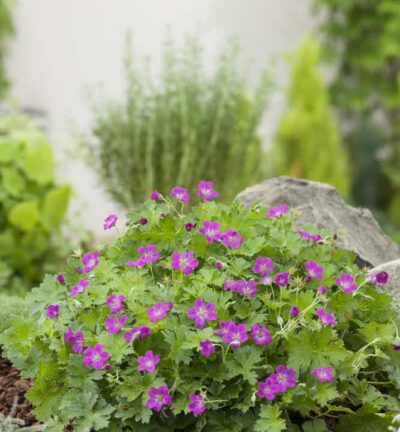 Geranium riversleaianum 'Russel Prichard' - Ooievaarsbek