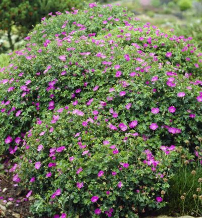 Geranium sanguineum 'Max Frei' - Ooievaarsbek