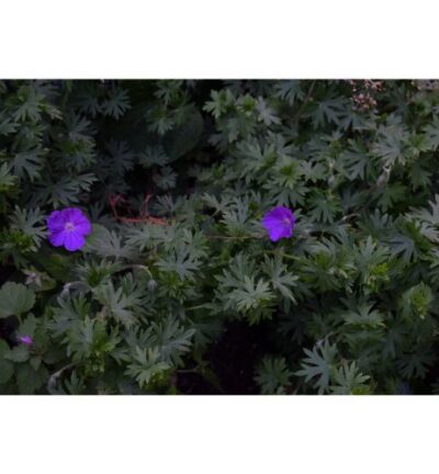 Geranium sanguineum - Ooievaarsbek