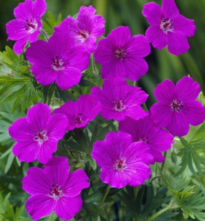 Geranium sanguineum 'Tiny Monster' - Ooievaarsbek