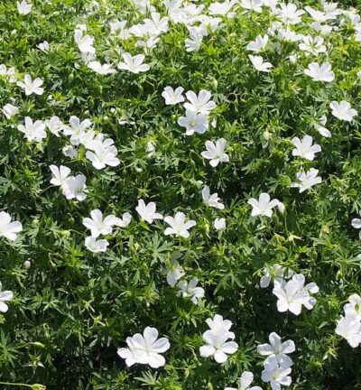 Geranium sanguineum 'Album' - Ooievaarsbek