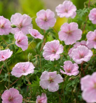 Geranium sanguineum ´Striatum´ - Ooievaarsbek