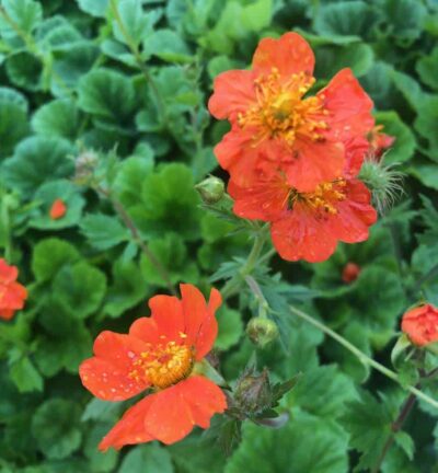 Geum coccineum 'Borisii' - Nagelkruid