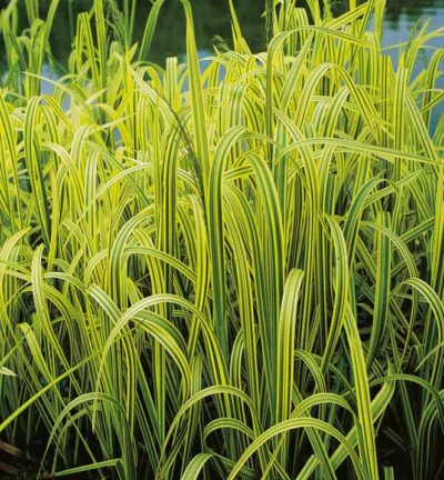 Glyceria maxima 'Variegata' - Bont Liesgras