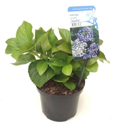 Hydrangea macrophylla 'Ayesha' - Hortensia