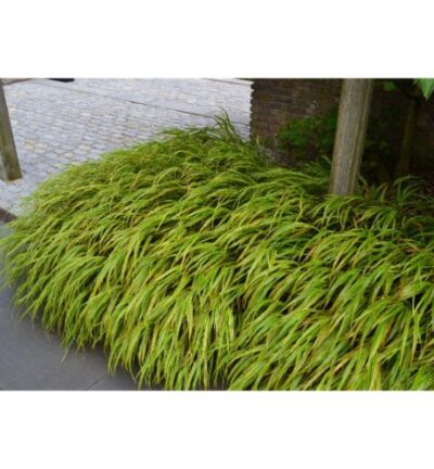 Hakonechloa macra Aureola - Japans Berggras