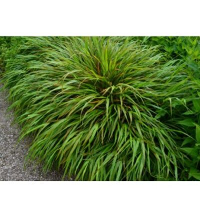 Hakonechloa macra - Japans Berggras