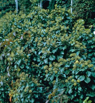 Hedera helix ‘Arborescens’ - Struikklimop