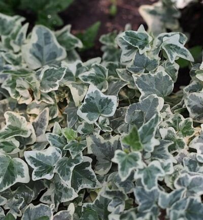 Hedera helix Glacier - Klimop
