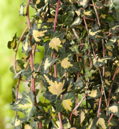 Hedera helix Goldheart - Klimop