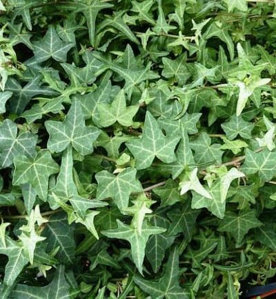 Hedera helix - Kleinbladige klimop