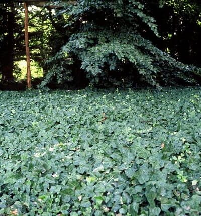 Hedera helix Woerner - Klimop