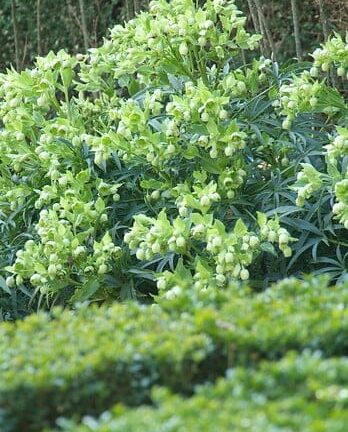 Helleborus 'Foetidus' - Stinkend nieskruid