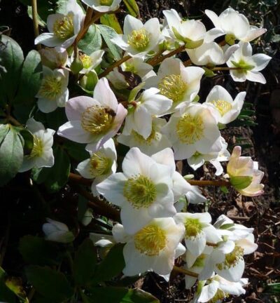 Helleborus niger - Kerstroos