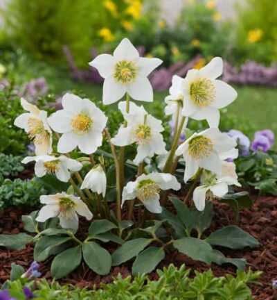 Helleborus niger Praecox - Kerstroos