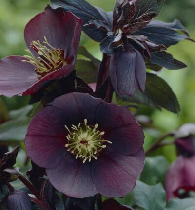 Helleborus orientalis Blue Lady - Nieskruid