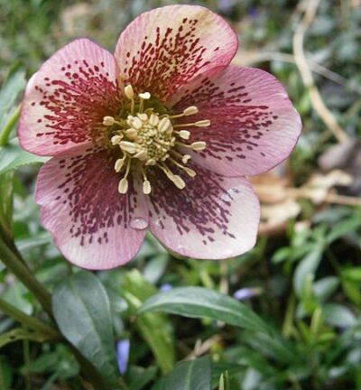 Helleborus orientalis - Nieskruid