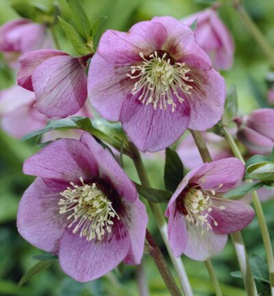 Helleborus orientalis Pink Lady - Nieskruid