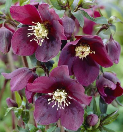 Helleborus orientalis Red Lady - Nieskruid
