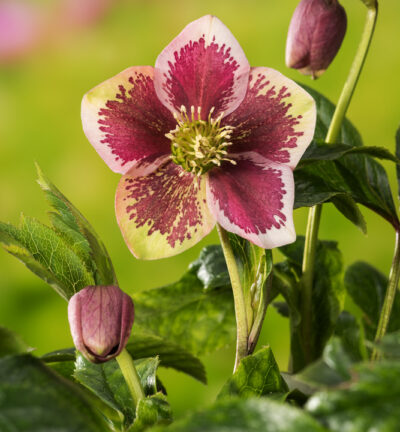 Helleborus orientalis Red Spotted - Lenteroos