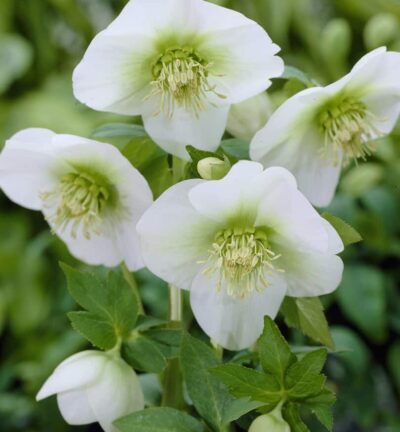 Helleborus orientalis White Lady - Nieskruid