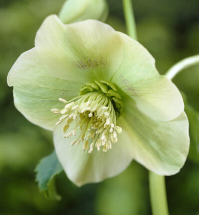 Helleborus orientalis Yellow Lady - Nieskruid