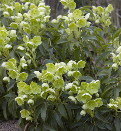 Helleborus argutifolius - Kerstroos