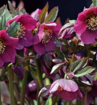 Helleborus purpurascens - Nieskruid