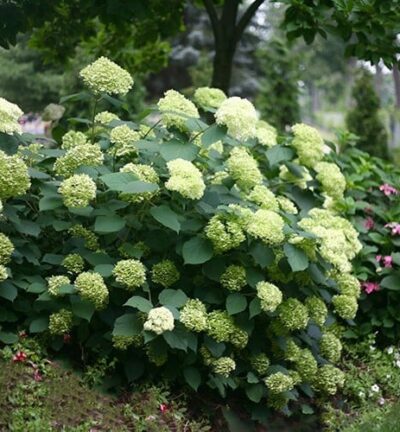 Hydrangea arborescens 'Lime Rickey' - Hortensia