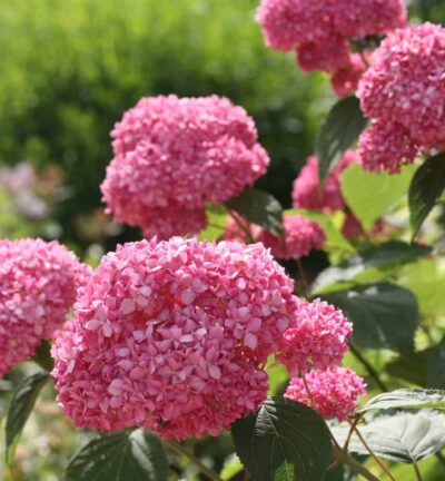 Hydrangea arborescens 'Pink Annabelle' - Hortensia