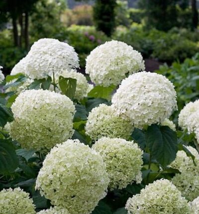 Hydrangea arborescens 'Strong Annabelle' - Hortensia