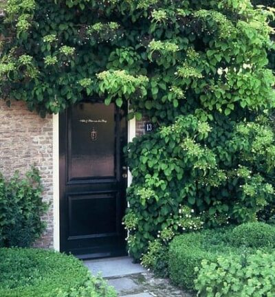 Hydrangea anomala 'Petiolaris' - Klimhortensia