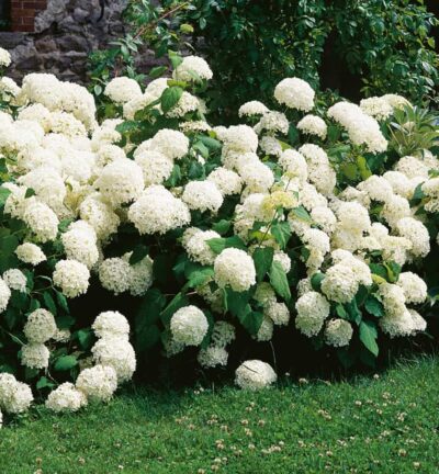 Hydrangea arborescens 'Annabelle' - Hortensia