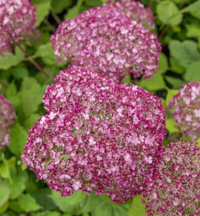 Hydrangea arborescens 'Sweet Annabelle' - Hortensia