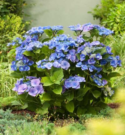 Hydrangea macrophylla 'Blaumeise' - Hortensia