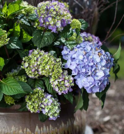 Hydrangea macrophylla 'Endless Summer BloomStar® Blue' - Doorbloeiende Hortensia
