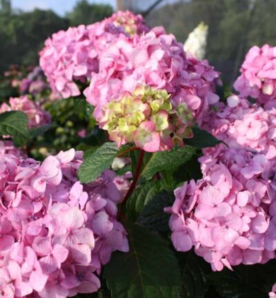 Hydrangea macrophylla 'Endless Summer BloomStar® Pink' - Doorbloeiende Hortensia