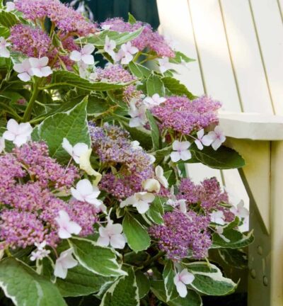 Hydrangea macrophylla 'Endless Summer Light-O-Day®' - Schermhortensia